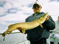 Beautiful Norther Pike Fish